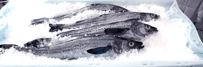 Wild Alaska Pollock on Ice