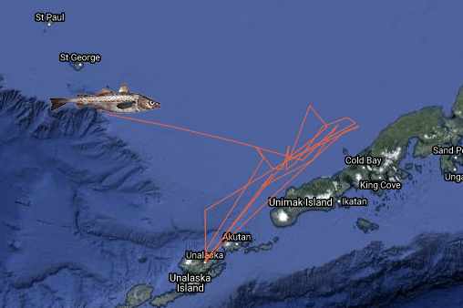 An interactive map of the Bering Sea, with an orange line showing the path a fishing boat took to catch fish